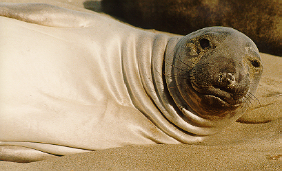 seals1.jpg (160381 bytes)